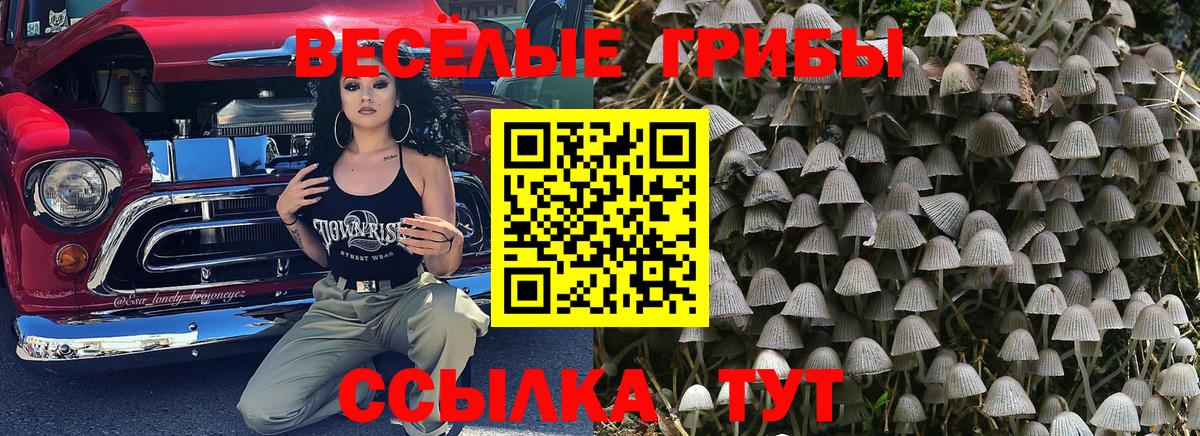 Псилоцибиновые грибы мицелий Киржач